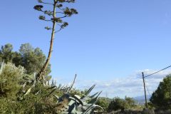 DSC0483-e1509635641908